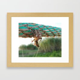 Spider eating a wasp Framed Art Print