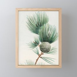 Japanese Painting of Pine Tree & Pine Cone,Vintage Botanical Green Tree Painting Framed Mini Art Print