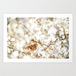 Butterfly Amidst Blooming Spring Splendor | peacock | blossom | spring | photo print Art Print