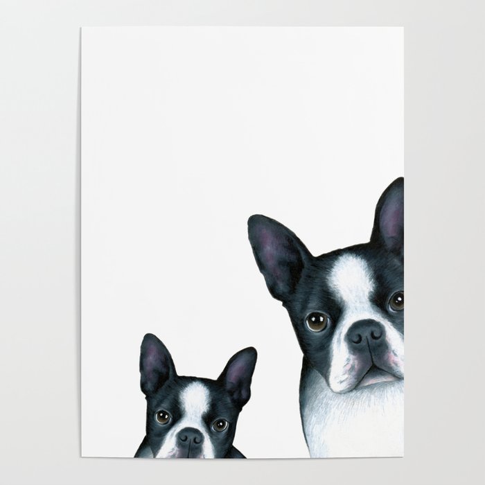 Dog 128 Boston Terrier Dogs black and white Poster