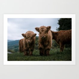 Scottish Highland Cattle Calves - Babies playing II Art Print