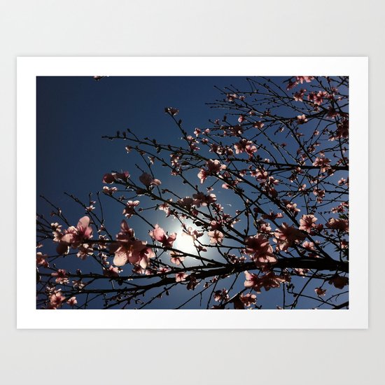 blossoms Art Print