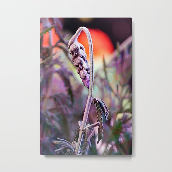 Story of lavender. Metal Print