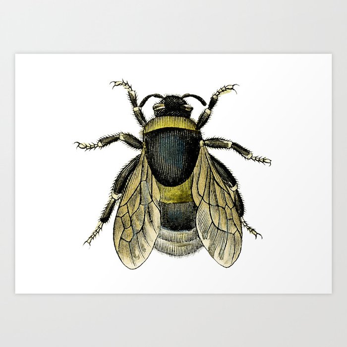 vintage honey bee drawing