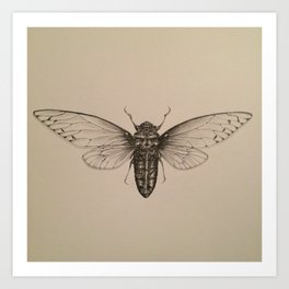 Cicada Drawing Art Print