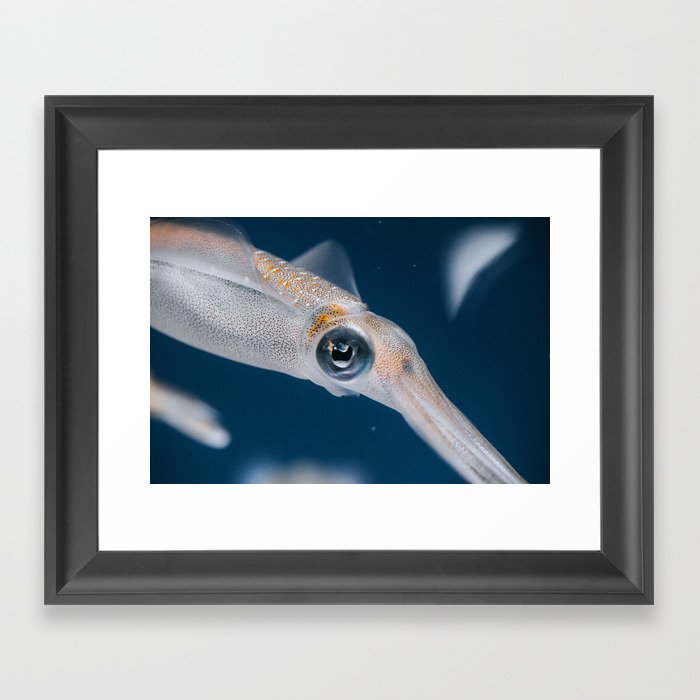Bigfin Reef Squid Framed Art Print