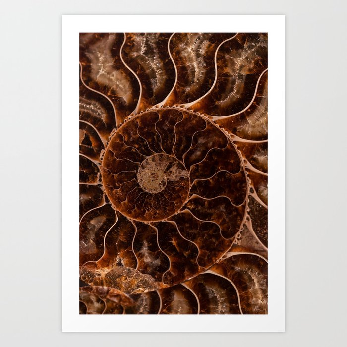 Brown Ammonite Art Print
