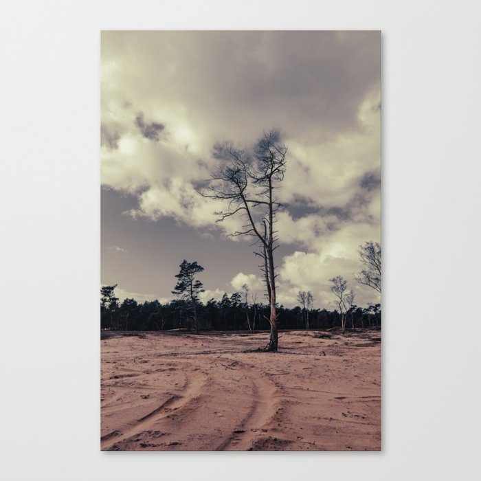 Lonely pinetree Canvas Print