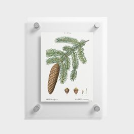 Norway spruce, Abies vulgaris from Traité des Arbres et Arbustes que l’on cultive en France en pleine terre (1801–1819)  Floating Acrylic Print