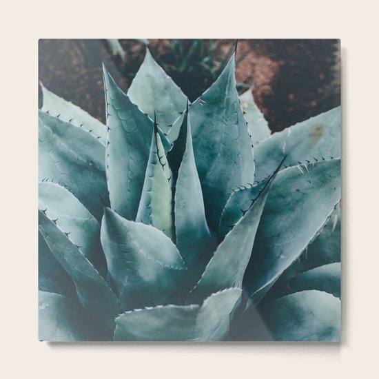 Cactus 3 Metal Print