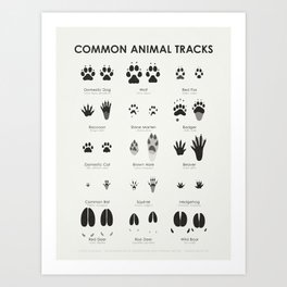 Animal Tracks (Hidden Tracks) Identification Chart Art Print