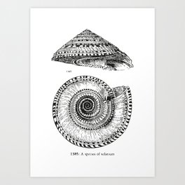 Seashell | Sea Shell | Solarium Shell | Black and White Art Print