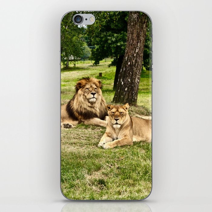 South Africa Photography - Two Beautiful Lions Laying On The Grass iPhone Skin