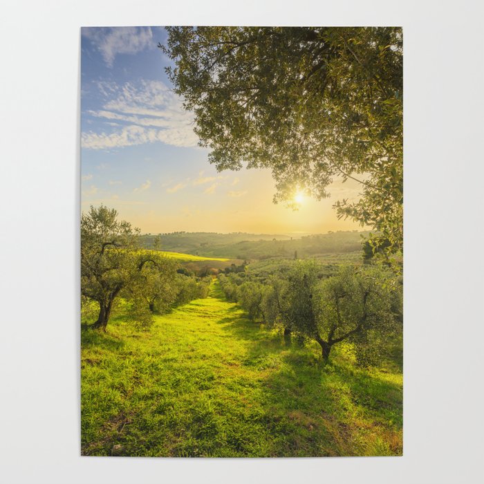 Olive Grove at Sunset. Tuscany Poster
