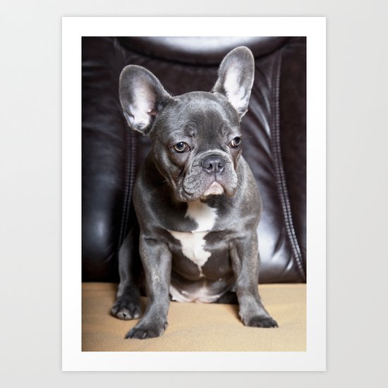 French Bulldog Art Print