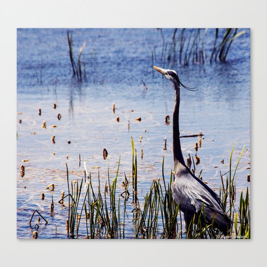 Great Blue Heron In The Florida Wetlands Canvas Print