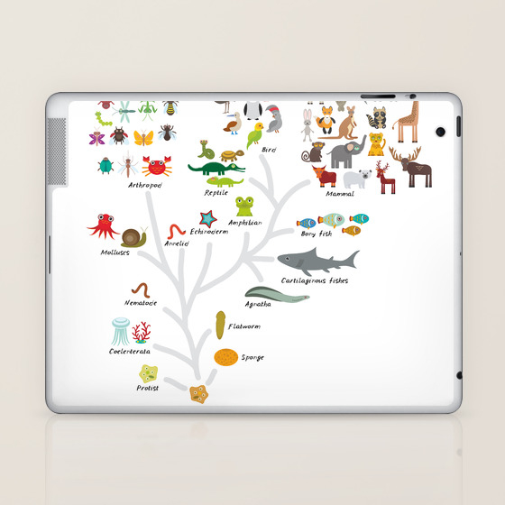 Evolution In Biology Scheme Evolution Of Animals On White Children S Education Back To Scool Laptop Ipad Skin By Ekaterinap Society6 I've been teaching biology since 1987, and ap bio since 1999. society6