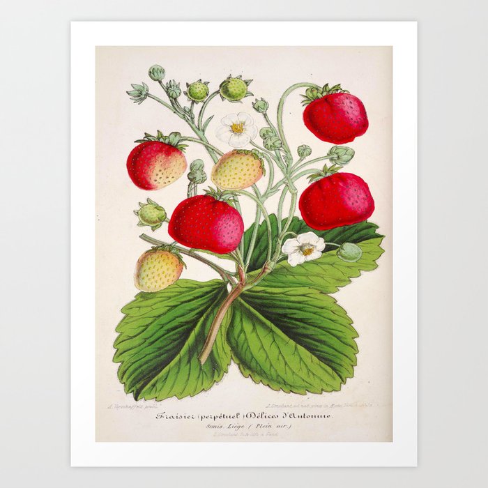 Strawberry Delights Vintage Botanical Floral Flower Plant Scientific Illustration Art Print By Enshape Society6