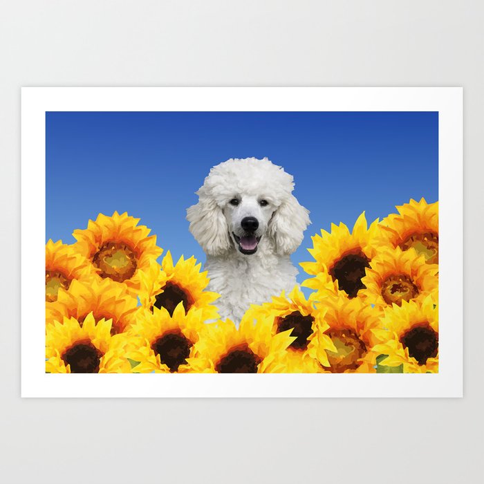 White Poodle in Sunflower field Art Print