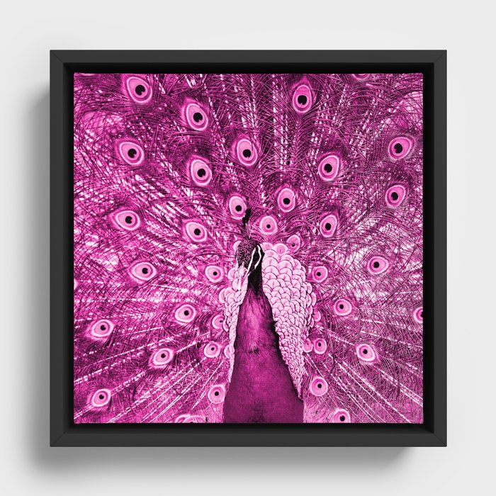 Pink Peacock Framed Canvas