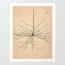 Santiago Ramon y Cajal Pyramida Neuron Drawing 1904 Art Print