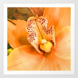 Pastel Peach Orchid Floral Close-Up Art Print