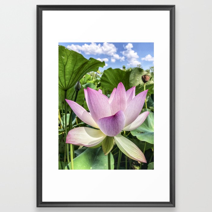 Lotus Framed Art Print