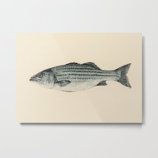 A Fish Metal Print