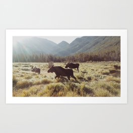 Three Meadow Moose Art Print