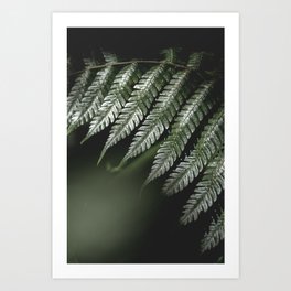 A close up from nature | tropical | jungle | cloud forest | Monteverde | photo print Art Print