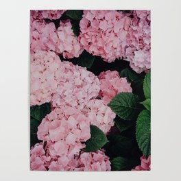 Beautiful Pink Hydrangeas Poster