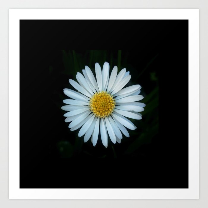 Daisy 3- Marguerite – margarita-oxeye Art Print