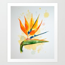 Birds of Paradise Art Print