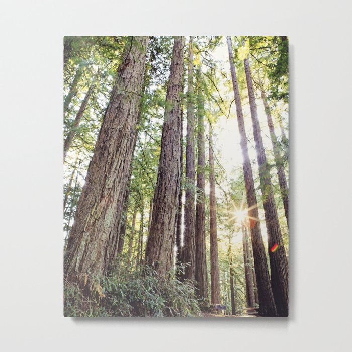 Sunlight Through Redwoods Metal Print