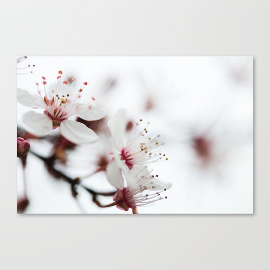 Plum Tree Canvas Print