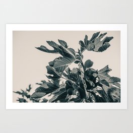 Fig Leaf Tree #society6 #decor #buyart #kirovair Art Print
