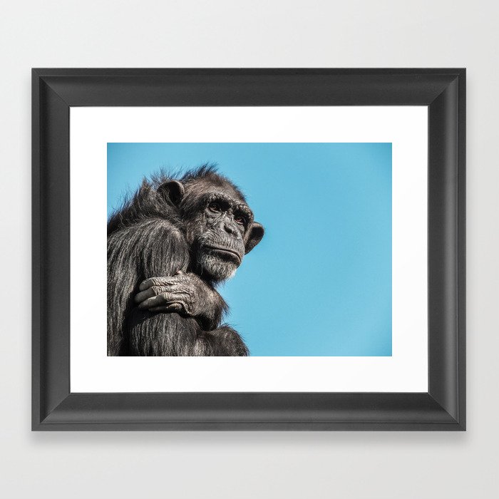 Chimpanzee monkey Framed Art Print