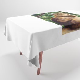 Maine Coon - White Tablecloth