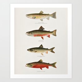 Illustrated North American Freshwater Trout Game Fish Identification Chart Art Print