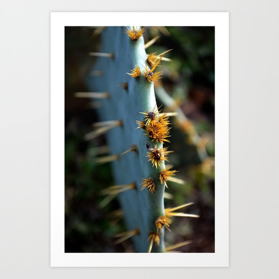 a south Texas cactus. Art Print