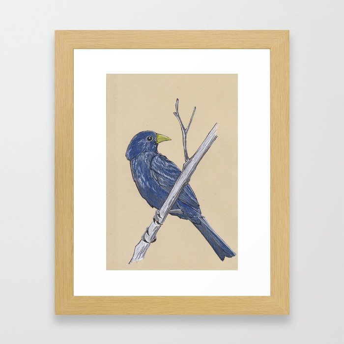 Blue Finch Framed Art Print