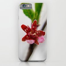 Red Peach Blossom