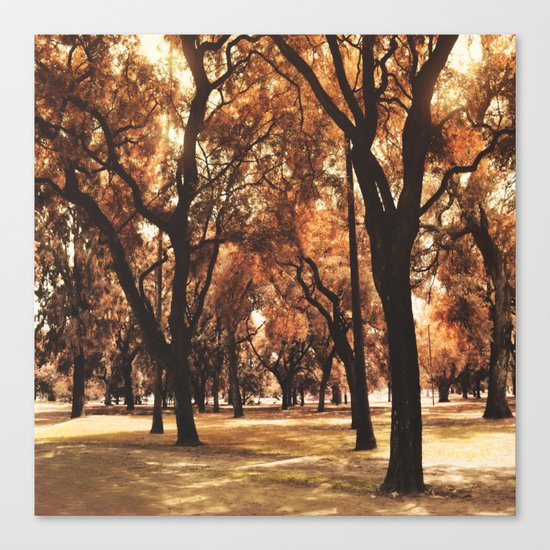 Through The Trees Canvas Print