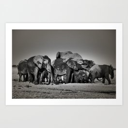 Elephant Herd Circling II Art Print