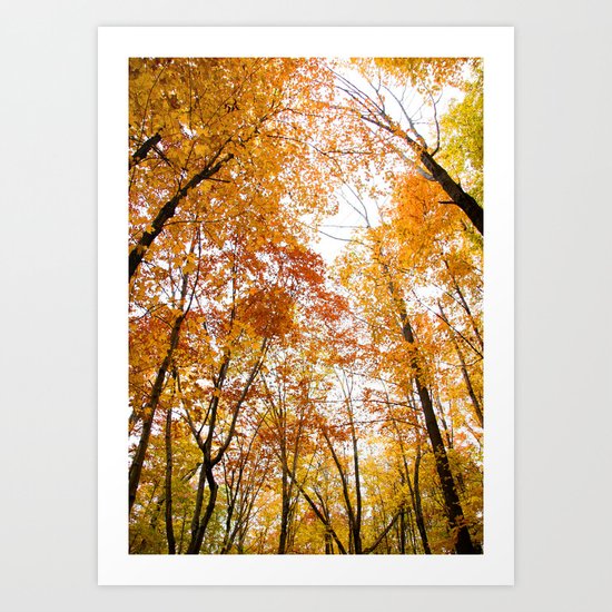 Maples Reach - Creation Sings Art Print
