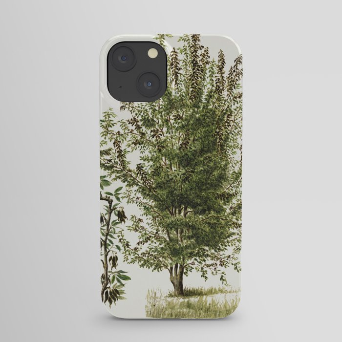 Pear tree (Pyrus Communis) by Frank Muller. iPhone Case