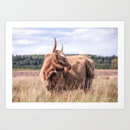 Highland Coo in the North Yorkshire Heather Art Print