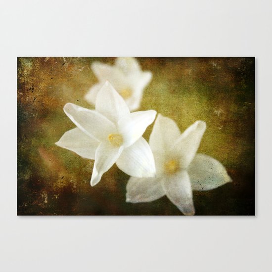 Morning Stars Canvas Print