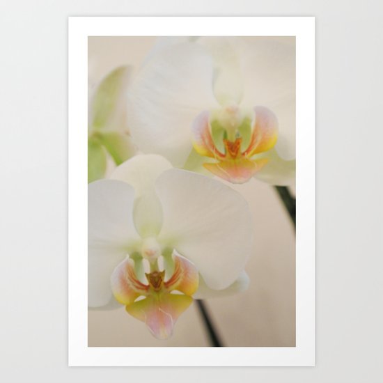 Orchids Art Print