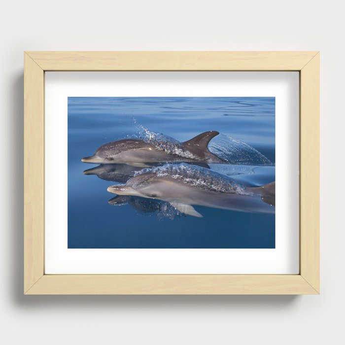 Beautiful Spotted dolphins Stenella frontalis Recessed Framed Print